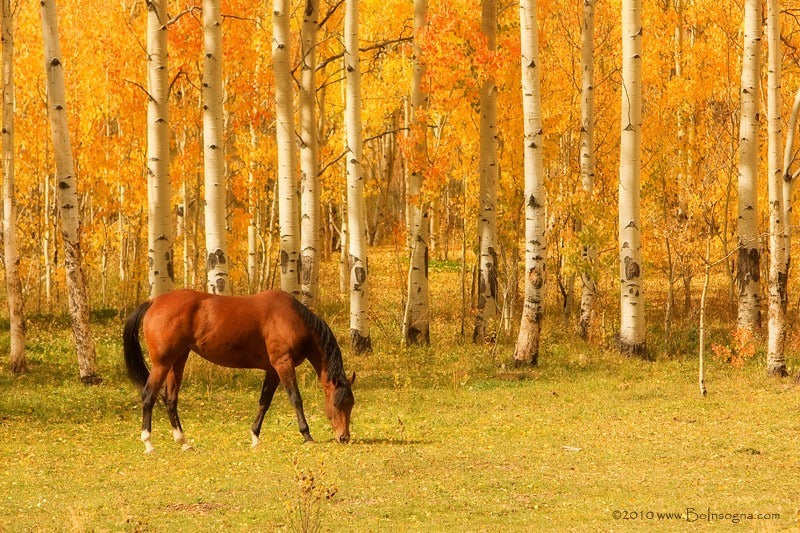 The Naughty Equestrian Sponsors - Saddle Up Show Series - 11/21 - 11/22