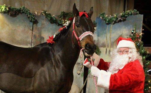 The Naughty Equestrian Event | December Donida for the 2019 English Western Schooling show - 12/14/2019