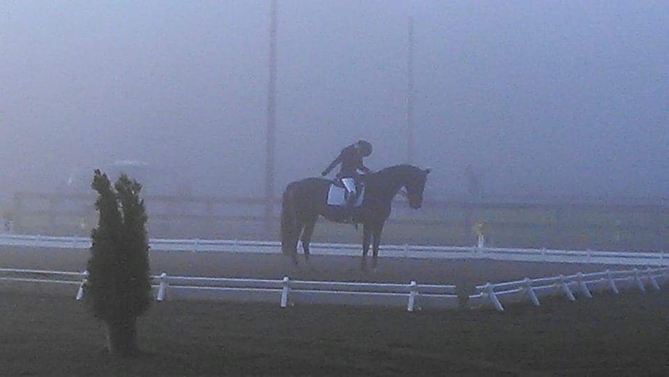 The Naughty Equestrian Sponsors - Donida Dressage Ride & Run February 20, 2021